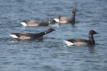 Brent Goose, Branta bernicla
