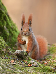 Naklejka na ściany i meble Red Squirrel (Sciurus vulgaris)