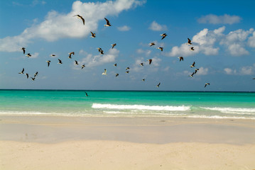 Fototapeta na wymiar The beach of Qalansiya on the island of Socotra