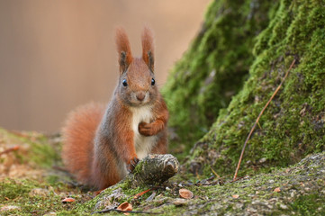 Red Squirrel (Sciurus vulgaris)