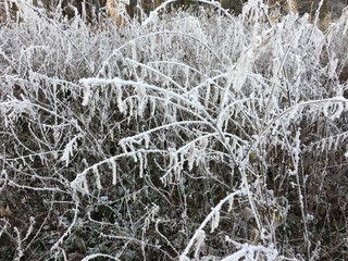 forest in winter