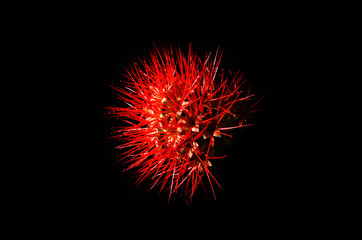 Fototapeta premium red flower on black background