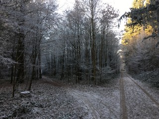 forest in winter