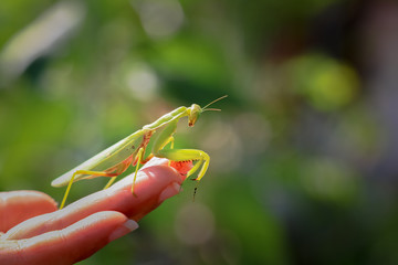 Insects caught on the finger