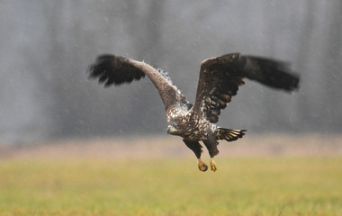 White tailed Eagle (Haliaeetus albicilla)