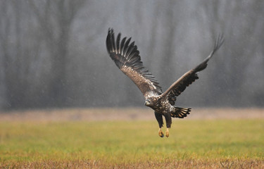 White tailed Eagle (Haliaeetus albicilla)