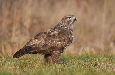 Common buzzard (Buteo buteo)