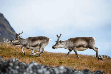 Reindeer