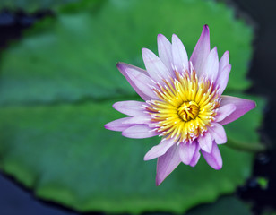 purple lotus