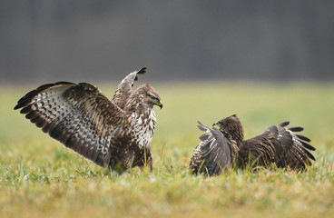Common buzzard (Buteo buteo)