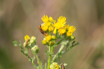 cinnabar moth caterpillar on Ragwort 
