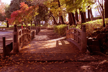 Maple leaves were fallen on the japanese style wooden bridge