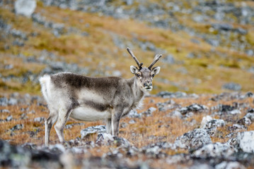 Obraz premium Reindeer