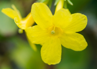 Single Winter Jasmine