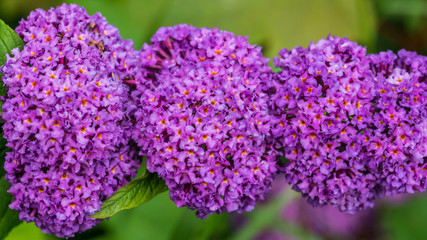 Butterfly Bush Globules