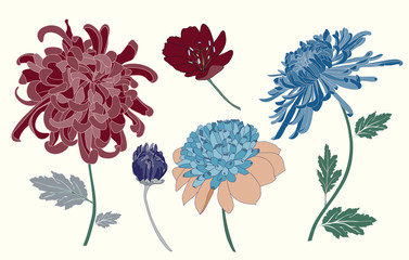chrysanthemum vector flower element set
