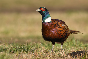 Ringneck Pheasant (Phasianus colchicus)