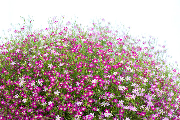 closeup view of gypsophila flowers