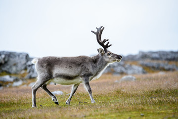 Reindeer