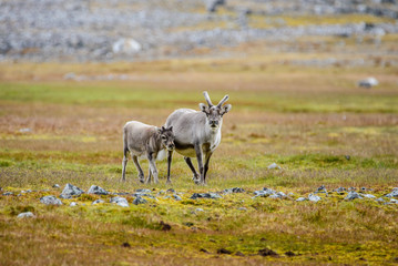  Reindeer mother with cub