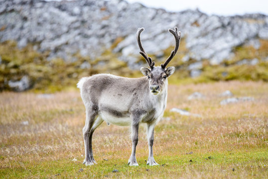 Fototapeta Reindeer