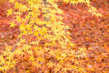 Fall in Tofukuji Temple, Kyoto, Japan