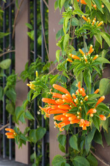Close up Orange trumpet, Flame flower, Fire-cracker vine 