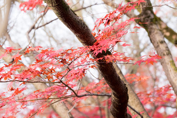 Fall in Tofukuji Temple, Kyoto, Japan