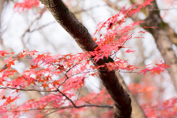 Fall in Tofukuji Temple, Kyoto, Japan