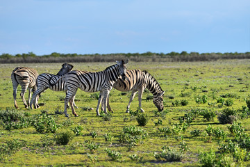Fototapeta na wymiar Zebras in Etosha, Namibia, Africa