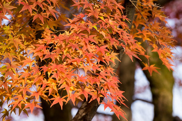 Fall in Tofukuji Temple, Kyoto, Japan