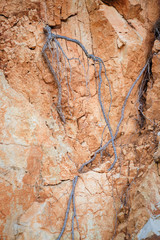 Aerial roots