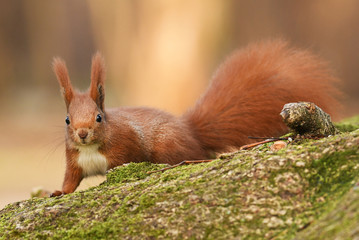 Red Squirrel (Sciurus vulgaris)