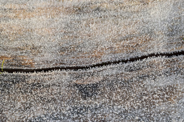 Hoarfrost on tree trunk surface