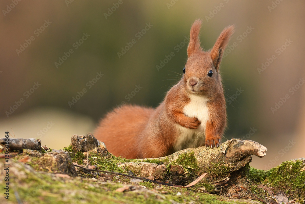 Wall mural red squirrel (sciurus vulgaris)