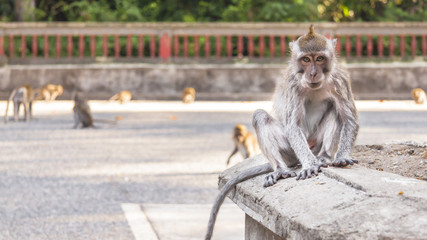 Macaques in The Sacred Monkey Forest Sanctuary, Bali, Indonesia