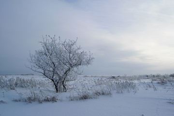 Зимний пейзаж с видом заснеженных деревьев в поле на фоне солнца за облаками 
