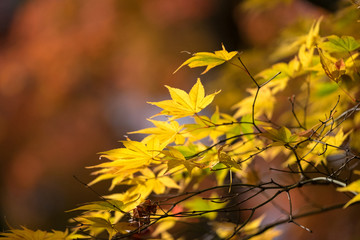 Fall in Tofukuji Temple, Kyoto, Japan