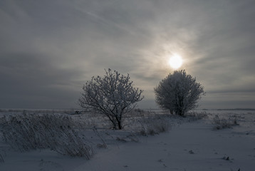 Зимний пейзаж с видом заснеженных деревьев в поле на фоне солнца за облаками 