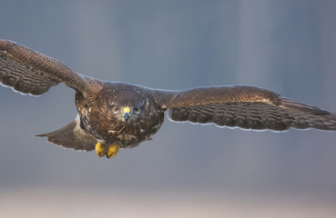 Common buzzard (Buteo buteo)
