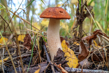 Подосиновик