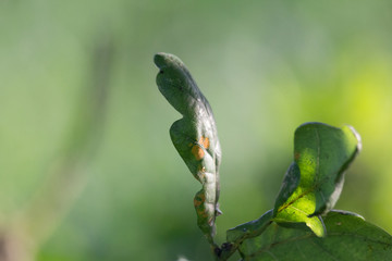 Oak tree leaf