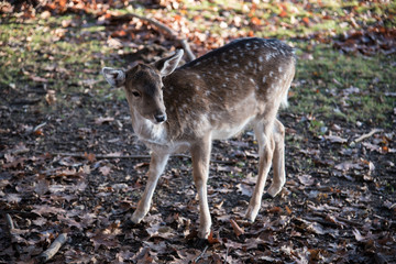 Rehkitz auf gefallenem Laub