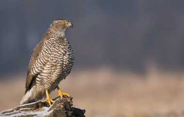 Northern Goshawk (Accipiter gentilis)
