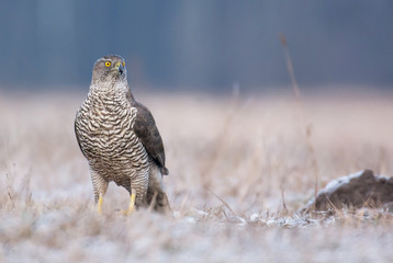 Northern Goshawk (Accipiter gentilis)