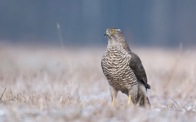 Northern Goshawk (Accipiter gentilis)