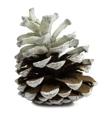 White Christmas Cone isolated on white background