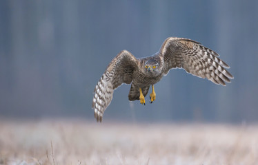 Northern Goshawk (Accipiter gentilis)