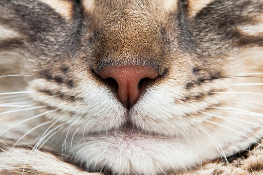 Cat Nose Mustaches Closeup Asleep Satisfied