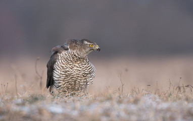 Northern Goshawk (Accipiter gentilis)